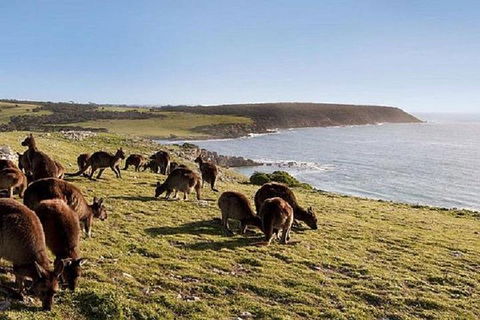 Kangaroo Island Personal Group Tours - ACT Tourism 0