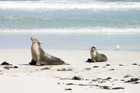 Kangaroo Island Personal Group Tours - ACT Tourism 3