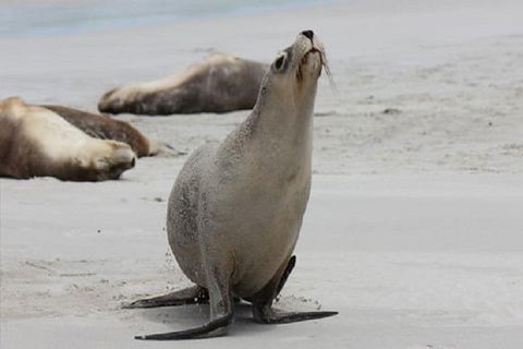 Kangaroo Island Personal Group Tours - ACT Tourism 4
