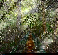 O'Reilly's  Lamington National Park from Gold Coast - ACT Tourism