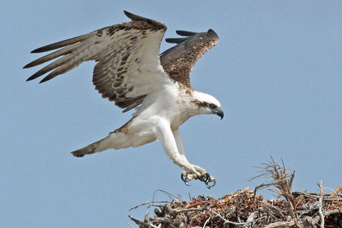 Pink Lake + Abrolhos Islands Nature Tour - ACT Tourism 3