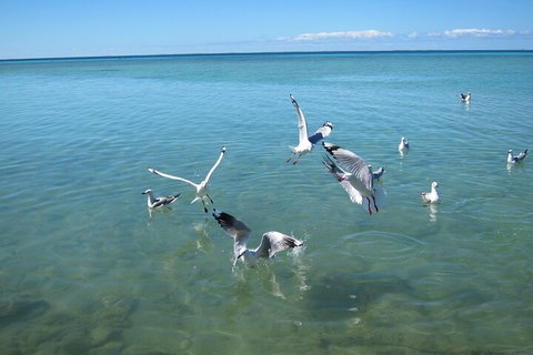 Pink Lake + Abrolhos Islands Nature Tour - ACT Tourism 5