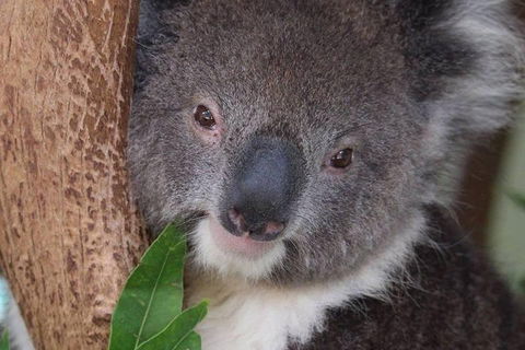 All Inclusive Blue Mountains Small-Group Day Trip From Sydney - ACT Tourism 1