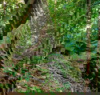 Private Daintree Mossman Gorge Exclusive Nature and Wildlife Focus - ACT Tourism