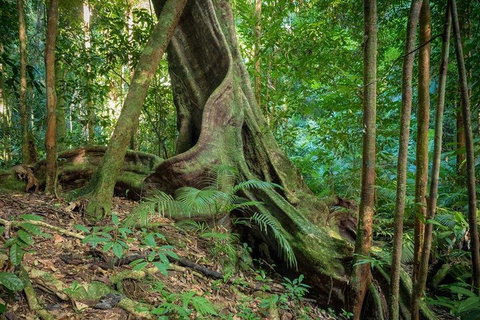 Private Daintree Mossman Gorge Exclusive Nature And Wildlife Focus - ACT Tourism 0