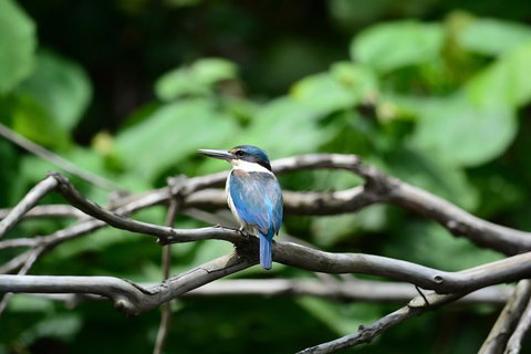 Private Daintree Mossman Gorge Exclusive Nature And Wildlife Focus - ACT Tourism 1