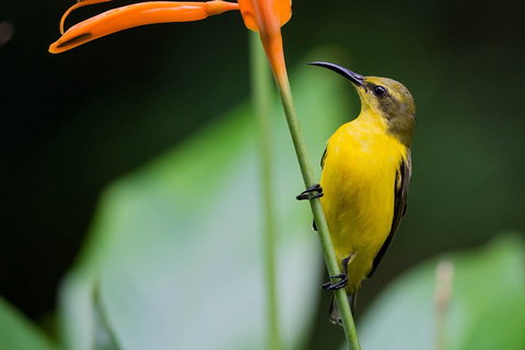Private Daintree Mossman Gorge Exclusive Nature And Wildlife Focus - ACT Tourism 2