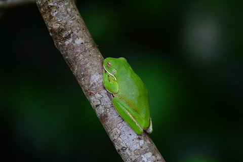 Private Daintree Mossman Gorge Exclusive Nature And Wildlife Focus - ACT Tourism 3