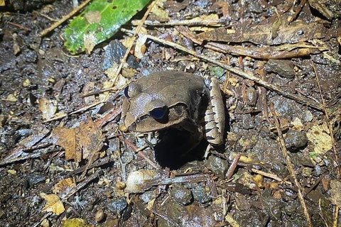 Evening Rainforest & Glow Worm Experience - ACT Tourism 1