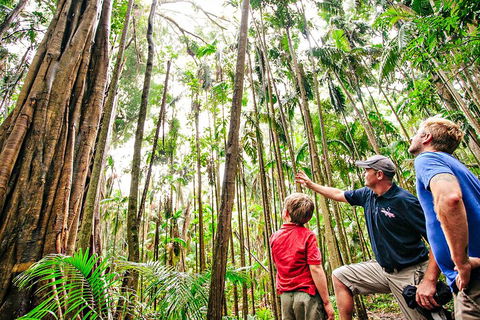 Natural Bridge & Springbrook Waterfalls Tour + Hot Air Balloon With Breakfast - ACT Tourism 5