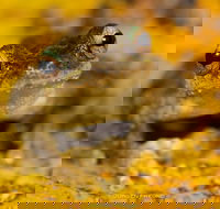 Daintree and Cape Tribulation Full Day Guided Tour - ACT Tourism