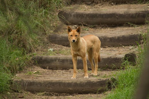 Blue Mountains Small-Group Insider Tour From Sydney - ACT Tourism 3