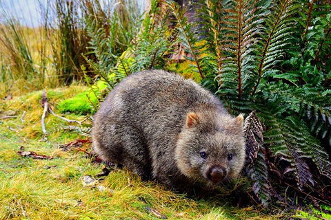 Cradle Mountain National Park Day Tour From Launceston - ACT Tourism 0