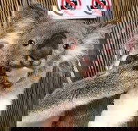 Kuranda Tour Deluxe Course with Kuranda 3 Zoos or Free Course - ACT Tourism