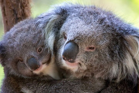 Half-Day Or Full-Day Tour With Private Guide From Melbourne - ACT Tourism 1