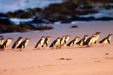 Half-Day Or Full-Day Tour With Private Guide From Melbourne - ACT Tourism 5