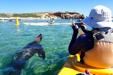Penguin And Seal Islands Sea Kayaking Experience - ACT Tourism 2