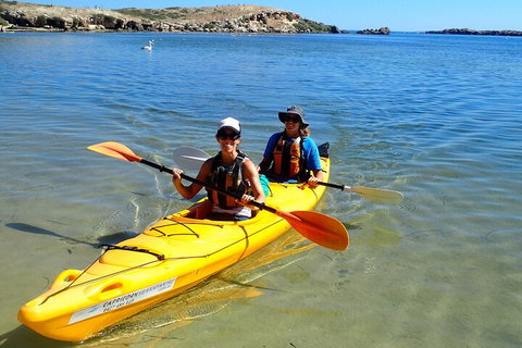 Penguin And Seal Islands Sea Kayaking Experience - ACT Tourism 5