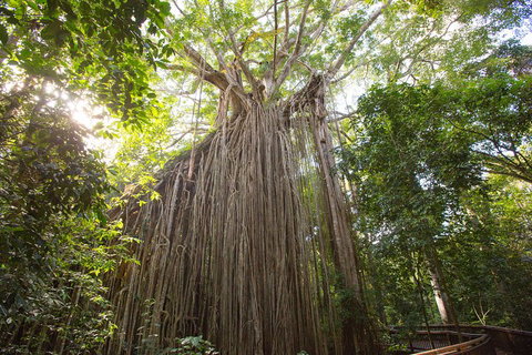 Double Pack-Ancient Rainforest And Waterfalls! - ACT Tourism 5
