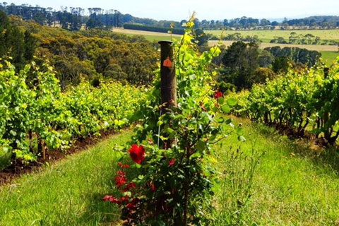 Mornington Peninsula Sightseeing Tour For 2-6 Guests. - ACT Tourism 3