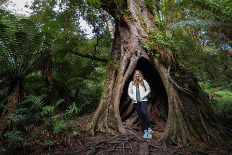 Great Ocean Road Small-Group Ecotour From Melbourne - ACT Tourism 4