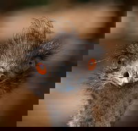 Currumbin Wildlife Sanctuary General Entry Ticket - ACT Tourism