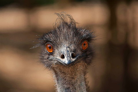 Currumbin Wildlife Sanctuary General Entry Ticket - ACT Tourism 0