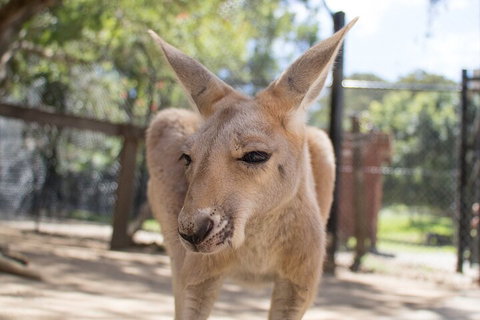 Currumbin Wildlife Sanctuary General Entry Ticket - ACT Tourism 2