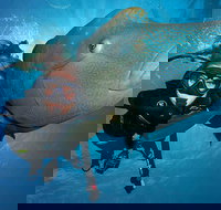 Great Barrier Reef Snorkeling and Diving Cruise from Cairns - ACT Tourism