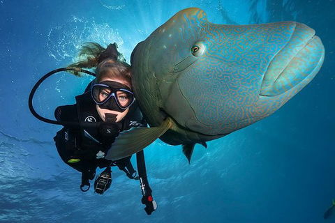 Great Barrier Reef Snorkeling And Diving Cruise From Cairns - ACT Tourism 0