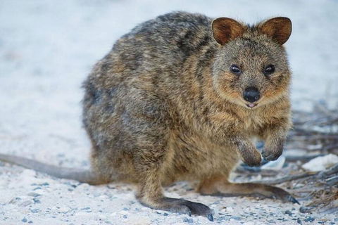Rottnest Island Bike, Snorkel & Ferry Package From Perth - ACT Tourism 3