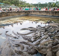 Hartley's Crocodile Adventures Day Trip from Cairns - ACT Tourism