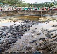 Hartley's Crocodile Adventures Day Trip from Palm Cove - ACT Tourism