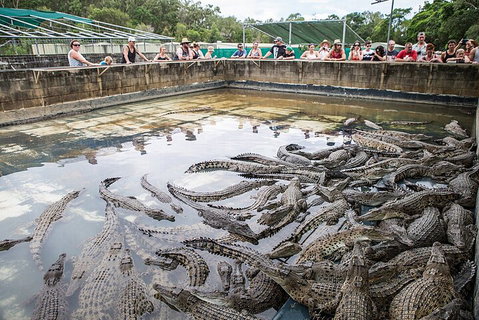Hartley's Crocodile Adventures Day Trip From Palm Cove - ACT Tourism 0