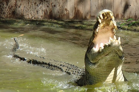 Hartley's Crocodile Adventures Day Trip From Palm Cove - ACT Tourism 3