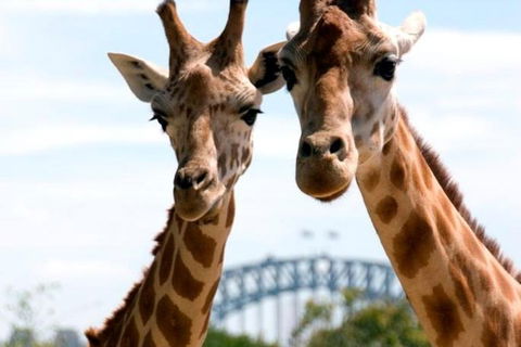 Sydney Harbour Ferry With Taronga Zoo Entry Ticket - ACT Tourism 1