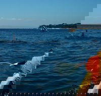 Mornington Peninsula Kayak Coastline Tour of Dolphin Sanctuary - ACT Tourism