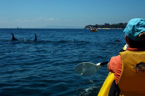 Mornington Peninsula Kayak Coastline Tour Of Dolphin Sanctuary - ACT Tourism 0