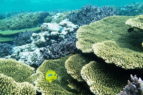 Abrolhos Islands Scenic Flight & Snorkel Adventure From Perth - ACT Tourism 4