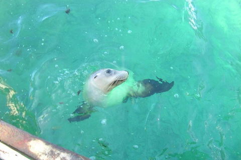 Abrolhos Islands Scenic Flight & Snorkel Adventure From Perth - ACT Tourism 5