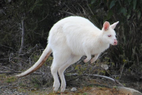 Small-Group Day Trip From Hobart To Bruny Island - ACT Tourism 2