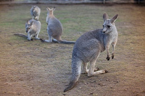 Private Tour: Blue Mountains Day Trip From Sydney - ACT Tourism 2