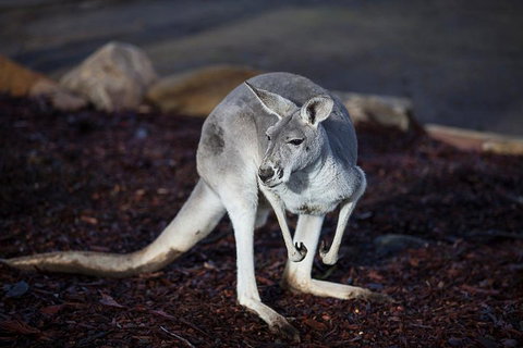 Private Tour: Blue Mountains Day Trip From Sydney - ACT Tourism 3