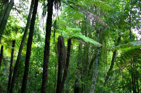 Private Tour: Blue Mountains Day Trip From Sydney - ACT Tourism 4