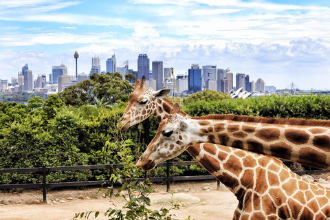 Go City | Sydney Explorer Pass With 20+ Attractions And Tours - ACT Tourism 2