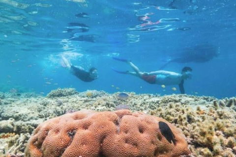 Great Barrier Reef Day Cruise To Reefworld - ACT Tourism 1