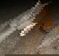 Private Tour to Paronella Park Historic Village Herberton and wild life Wallaby - ACT Tourism