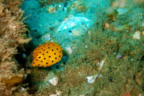 Wave Break Island Scuba Diving On The Gold Coast - ACT Tourism 3