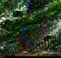 Full Day Daintree Rainforest and Mossman Gorge Tour - ACT Tourism