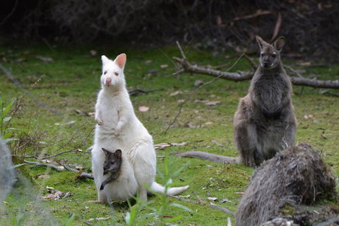 Full-Day Guided Bruny Island Tour From Hobart - ACT Tourism 0